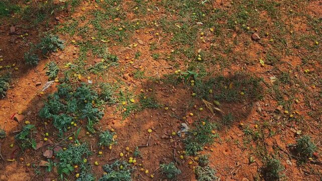 Slow push in over fallen nimboli fruits scattered across dry soil beneath a neem tree highlighting seasonal fruit drop natural regeneration and rural landscape textures