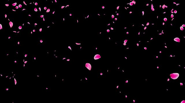 Realistic Deep Pink Plum Blossom and Ume Petals Bursting in a Fan from Bottom Center then Falling, Photo-Based Video Overlay with Straight Alpha Channel, 4K