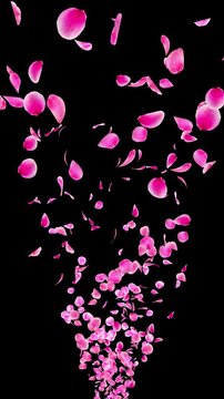 Vertical Realistic Pink Plum Blossom and Ume Petals Rising from Bottom in an Expanding Cone then Exiting Above, Photo-Based Overlay with Straight Alpha, 4K