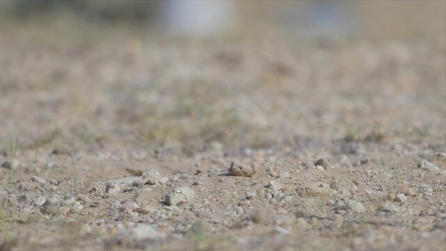 A small yellow spiny tailed lizard scurries low across stony desert ground, captured mid-run in a shallow depth-of-field, ground-level shot.