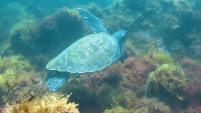 Green sea turtle swimming gracefully over coral reef and seaweed in Izu, Japan