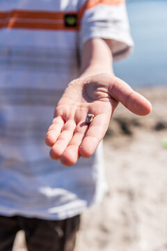 Child holding small seashell in open hand on beach.