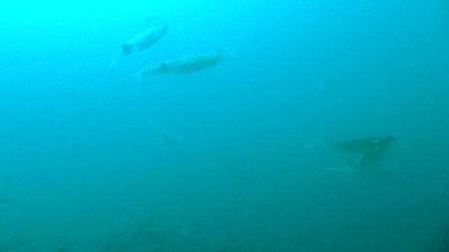 Pair of bigfin reef squids swimming underwater during spawning season in Izu, Japan