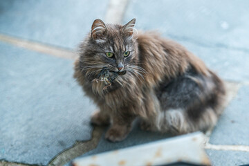 Fototapeta premium Domestic cat Felis catus holding prey while sitting on stone surface.