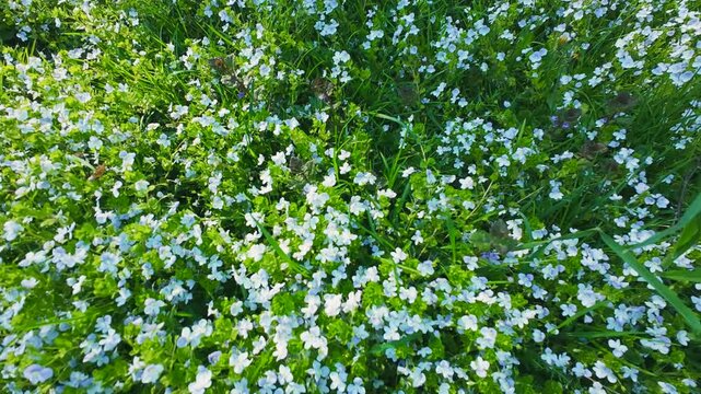 Small delicate blue flowers bloom in the dense green grass on a sunny day. Light breeze gently sways the wildflowers in a field. Tiny blossoms of veronica filiformis create a beautiful carpet.