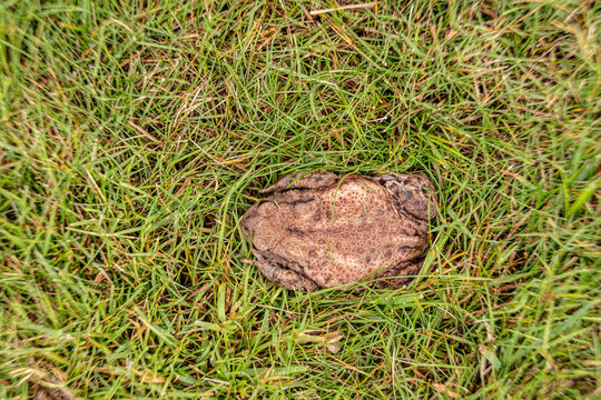 Common toad Bufo bufo lying still on green grass outdoors.