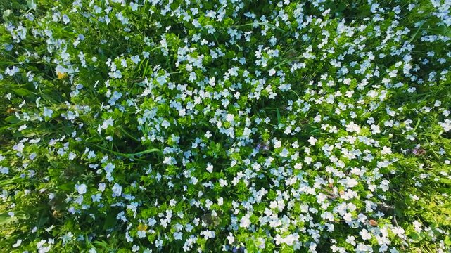 Small delicate blue flowers bloom in the dense green grass on a sunny day. Light breeze gently sways the wildflowers in a field. Tiny blossoms of veronica filiformis create a beautiful carpet.
