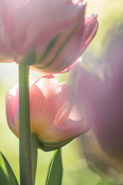Pink Tulipa gesneriana tulip blossom glowing in sunlight.