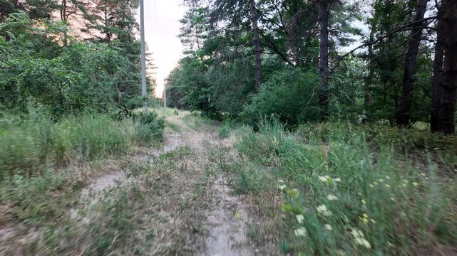 Moving forward along a sandy dirt path through a dense green pine forest during sunset. The camera glides smoothly. High quality 4K video, 24 fps with motion blur for a cinematic effect.