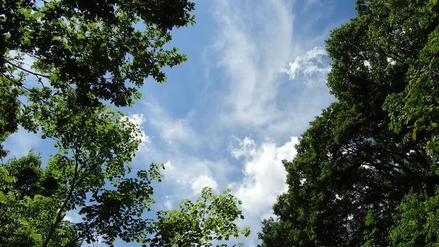 【4K】新緑の森で見上げる青空と樹々のキャノピー：木漏れ日が揺れる美しいブナの林冠。青森の豊かな大自然と癒やしのローアングル映像素材　[4K] Looking Up at Fresh Green Forest Canopy and Blue Sky: Sunbeams Filtering Through Beech Trees, Aomori Japan  撮影日：20260612-3