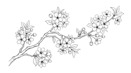 Fototapeta premium Vintage cherry blossom branch vector illustration, black and white sakura flower line art, hand drawn botanical spring floral sketch for wedding design