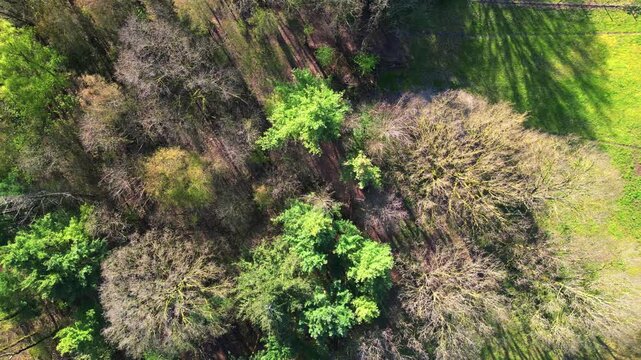 Aerial Top-Down Drone Footage Rising Above a Mixed Spring Forest and Green Meadow with Long Shadows