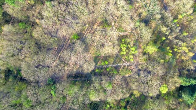 Aerial Top-Down Drone Footage Flying Over a Mixed Forest in Early Spring with Long Shadows