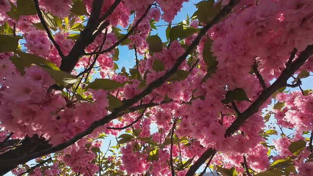 Beautiful pink cherry blossoms bloom in spring under a clear blue sky. Fresh sakura flowers sway gently in the wind during a sunny day. Bright floral branches create a lush natural backdrop.