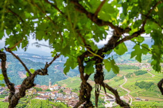 Vineyards cascade down hillsides in Cembra Valley, Trentino, for wine production..