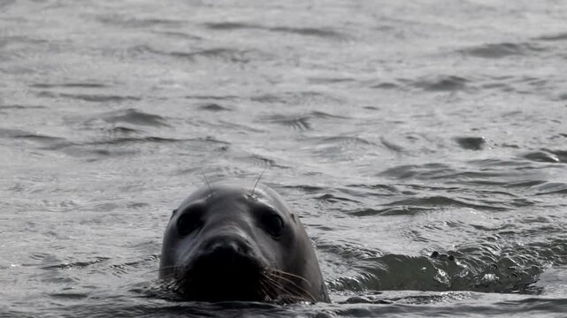 Curious Wild Grey Seal Peeking its Head Above the Ocean Water and Looking Directly at the Camera Before Diving