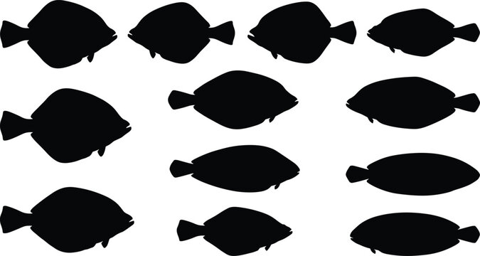 Flatfish commercial marine species flounder halibut sole turbot plaice ocean fishing industry seafood culinary cooking ingredients icons set