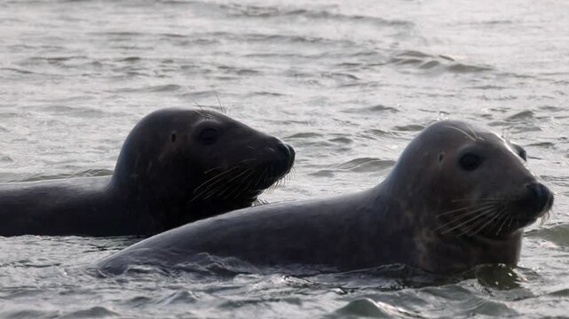 Two curious wild grey seals swimming together in the ocean. A close-up shot of marine wildlife in their natural habitat.