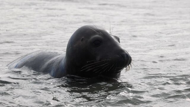 Close-up footage of two curious Grey Seals swimming in the ocean. One seal looks towards the camera in its natural habitat.