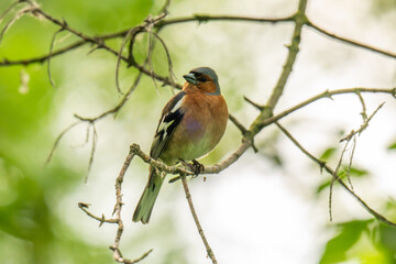 Naklejka premium Common chaffinch, Fringilla coelebs, sits on a branch in spring on green background.