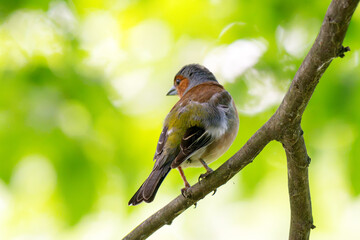 Naklejka premium Common chaffinch, Fringilla coelebs, sits on a branch in spring on green background.