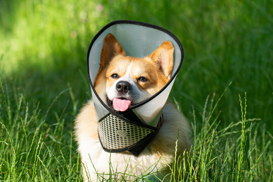 Pembroke Welsh Corgi wearing an Elizabethan collar.