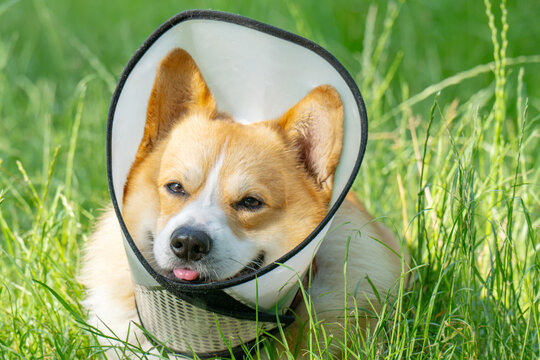 Pembroke Welsh Corgi wearing an Elizabethan collar.