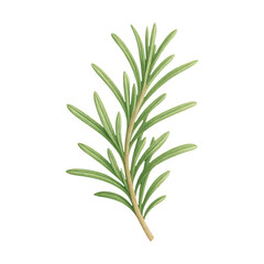 Fototapeta premium PNG Detailed rosemary herb illustration.