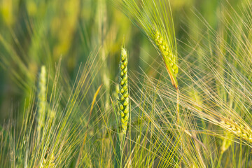 Fototapeta premium Young Green Wheat Crops Field Growing in Cultivated Plantation