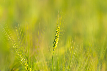 Fototapeta premium Young Green Wheat Crops Field Growing in Cultivated Plantation