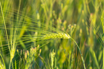 Fototapeta premium Young Green Wheat Crops Field Growing in Cultivated Plantation