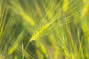 Fototapeta premium Young Green Wheat Crops Field Growing in Cultivated Plantation