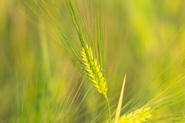 Fototapeta premium Young Green Wheat Crops Field Growing in Cultivated Plantation