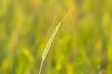 Fototapeta premium Young Green Wheat Crops Field Growing in Cultivated Plantation