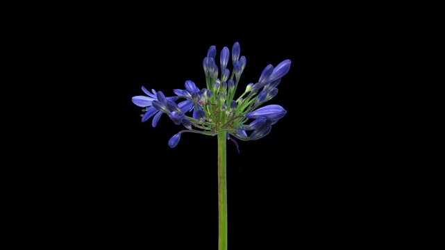 Time lapse of growing and blooming blue Agapantos plant isolated on black background