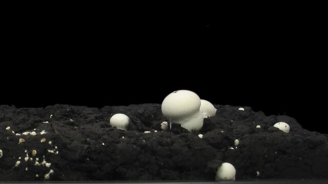 Time lapse of growing champignon (agaricus bisporus) mushroom with ALPHA channel isolated on black background