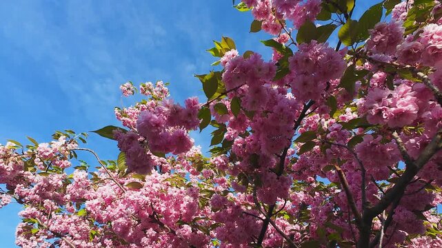 Beautiful cherry blossom branches swaying in the wind. Bright pink flowers blooming on a sunny spring day. Low angle view of Kanzan prunus tree against clear blue sky. Vibrant seasonal footage.