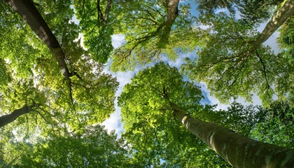 Fototapeta premium Treetop Panorama Of Beech And Oak Trees