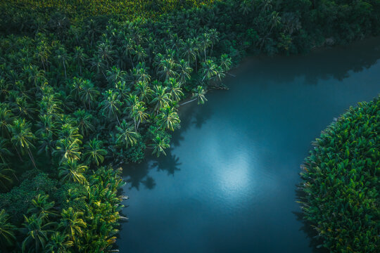 Aerial view of the lush tropical vegetation and dense palm trees along the winding Loboc River in Bohol, Central Visayas, Philippines.