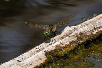 Libellule déprimée, accouplement, Libellula depressa © JAG IMAGES