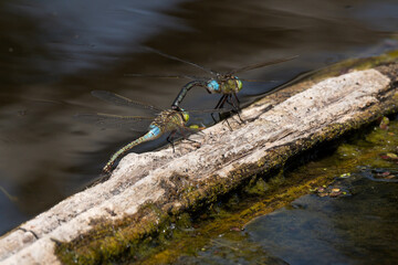 Libellule déprimée, accouplement, Libellula depressa © JAG IMAGES