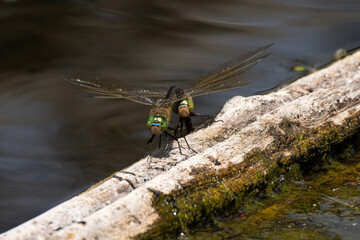 Libellule déprimée, accouplement, Libellula depressa © JAG IMAGES