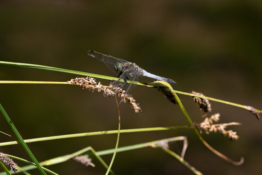 Libellule d&eacute;prim&eacute;e, Libellula depressa