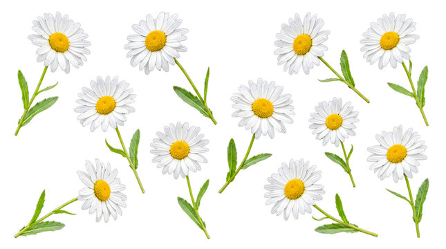 Several fresh white daisies with vibrant yellow centers and green stems isolated on a transparent background.