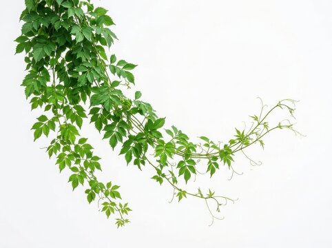 Fresh green ivy vine plant with hanging leaves on a long flexible stem for decoration and natural garden design elements isolated on white background