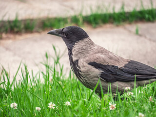 Fototapeta premium Hooded Crow Standing in Green Grass with White Clover Flowers