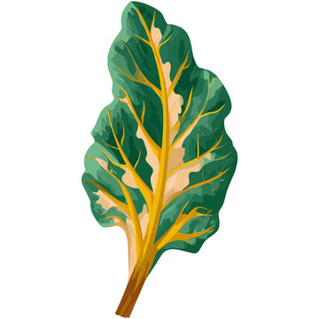 Green Kale Leaf Vector Illustration