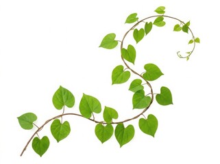 Obraz premium A single long green vine branch with fresh heart shaped leaves curling in a decorative organic s shape pattern for nature design isolated on white background