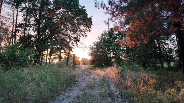 A beautiful bright sunset shines through the trees in a summer pine forest, casting warm sun rays and lens flares on the grassy path. High quality 4K video, 24 fps with cinematic motion blur.