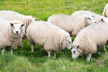 Fototapeta premium Sheep herd on meadow behind fence, livestock animal farm, stockbreeding, faming and agriculture in Netherlands, sheeps on pasture